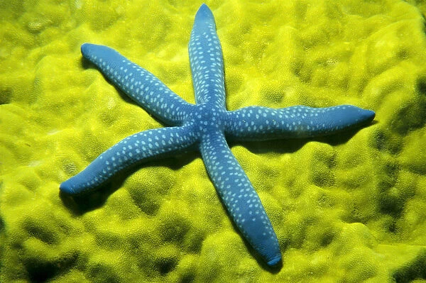 Close-Up Of Blue Starfish On Poritirs Coral (Linckia Laevigata) C1921
