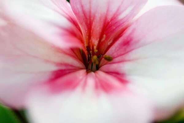 Close-Up Of Bright Pink Flower