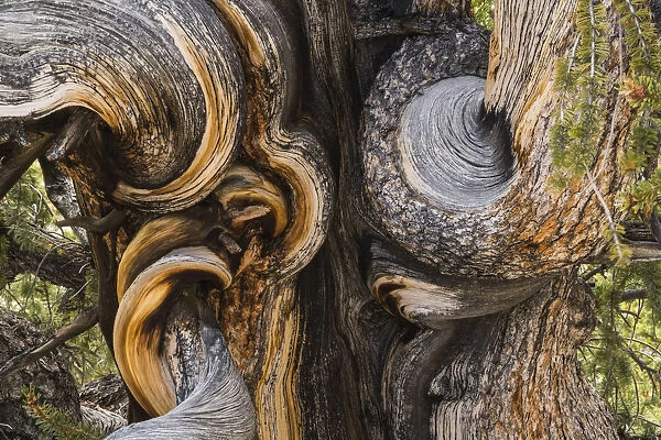 Close-up of a Bristlecone Pine tree, Bristlecone Pine National Forest; California, United States of America