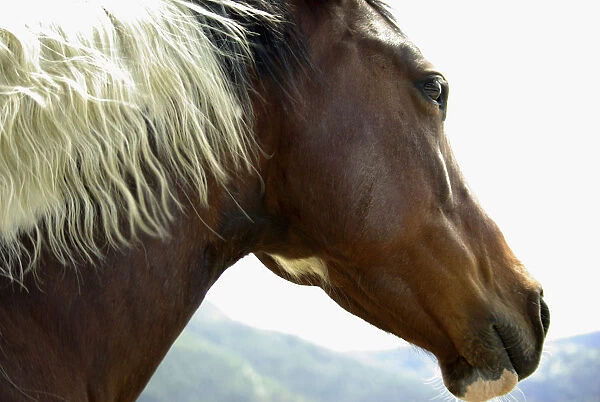 Close-Up Of Brown Pinto Pony With White And Black Mane