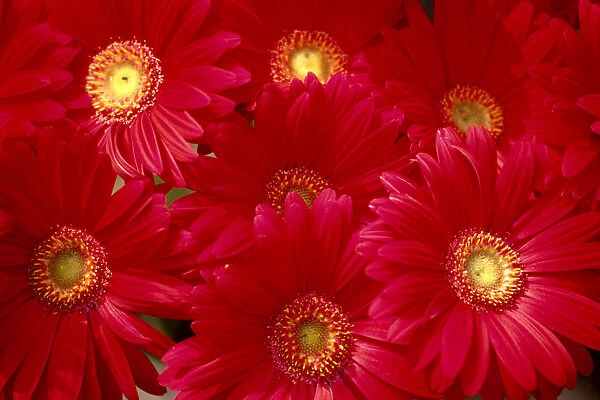 Close-Up Of Bunch, Red Daisies With Yellow Centers