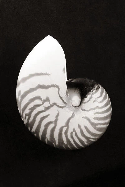 Close-Up Of Chambered Nautilus Shell On Black Background (Sepia Photograph)