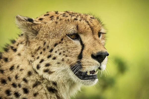 Close-up of cheetah face against blurred background