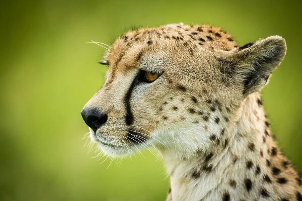 Close-up of cheetah head