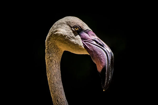 Close-Up Of Chilean Flamingo (Phoenicopterus Chilensis) Head Against A Black Background; Iguazu Falls, Parana, Brazil