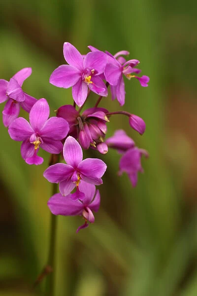 Close-Up Of A Cluster Of Bright Pink Orchids