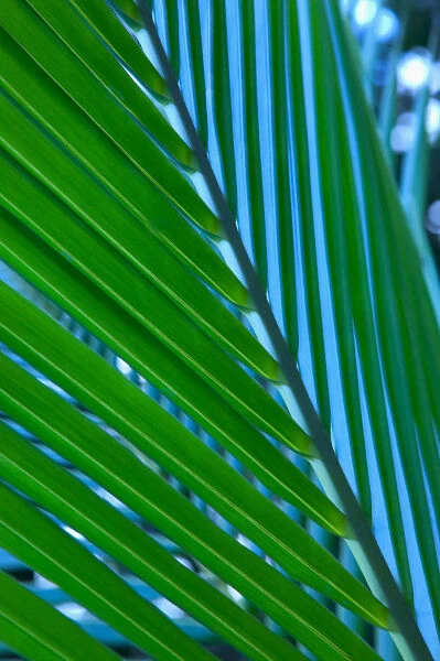 Close-Up Detail Of Coconut Palm Leaf, Yellow And Green