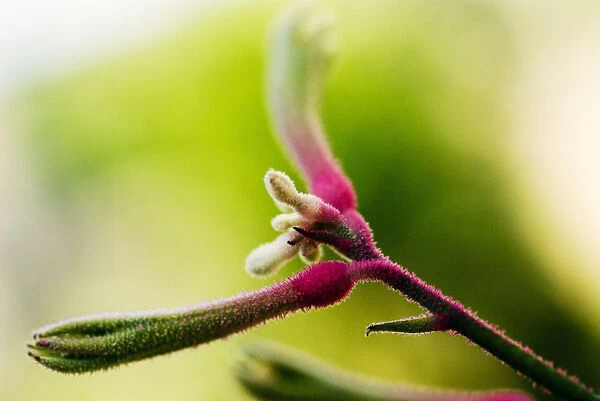 Close-up of colorful Cottonwood Bud