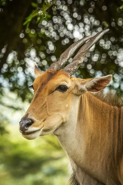 Close-up of common eland face and shoulders