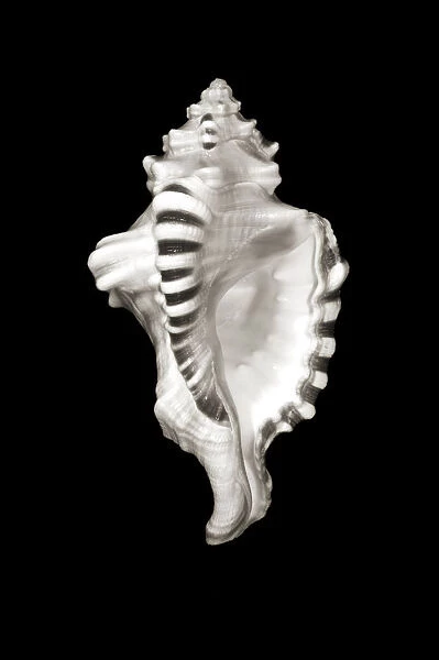 Close-Up Of Conch Shell On Black Background (Sepia Photograph)