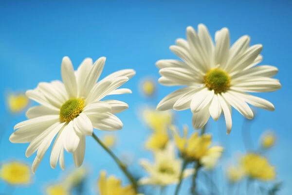 Close-Up Of Daisies Against A Blue Background