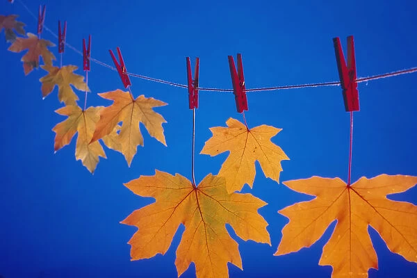 Close-Up Of Fall Colored Maple Leaves On Clothesline  /  Nin Studio