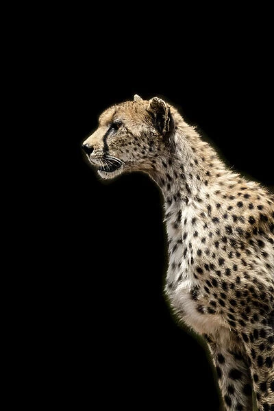 Close-up of female cheetah with black background, Serengeti, Tanzania