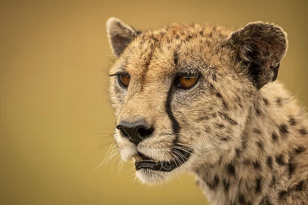 Close-up of female cheetah with bokeh background