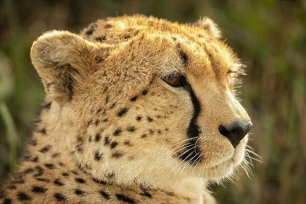 Close-up of female cheetah head facing right