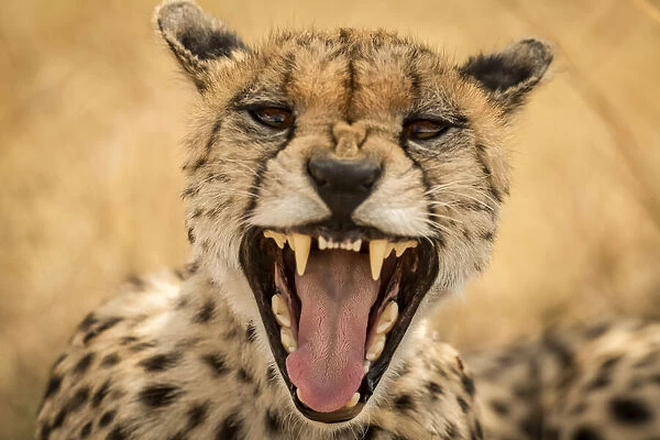 Close-up of female cheetah yawning at camera, Serengeti, Tanzania