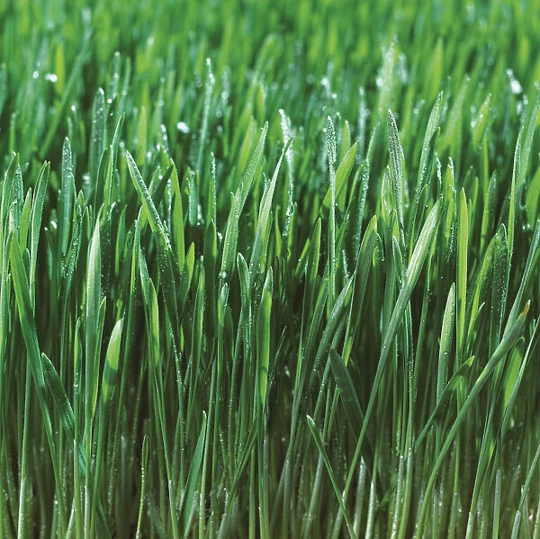 Close-Up Detail Of Fresh Wet Grass
