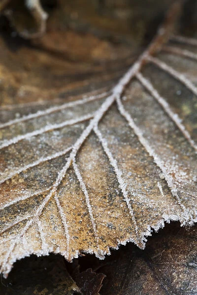Close-Up Detail Of A Frost Covered Leaf; Alaska, United States Of America