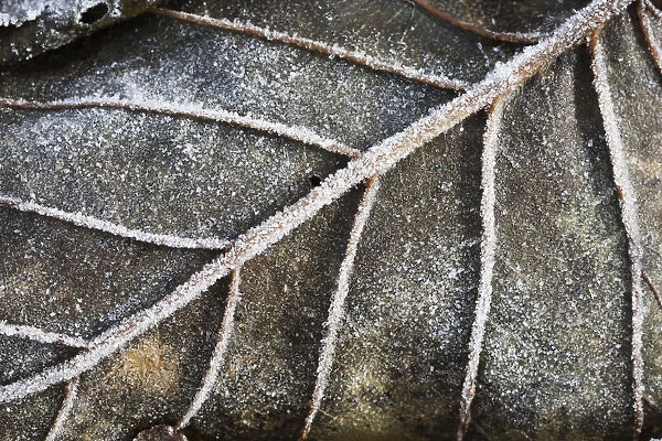 Close-Up Detail Of A Frosty Autumn Coloured Leaf; Alaska, United States Of America