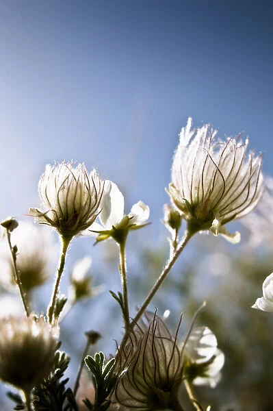 Close-Up Of Fuzzy White Flowers Reaching Toward Bright Sky