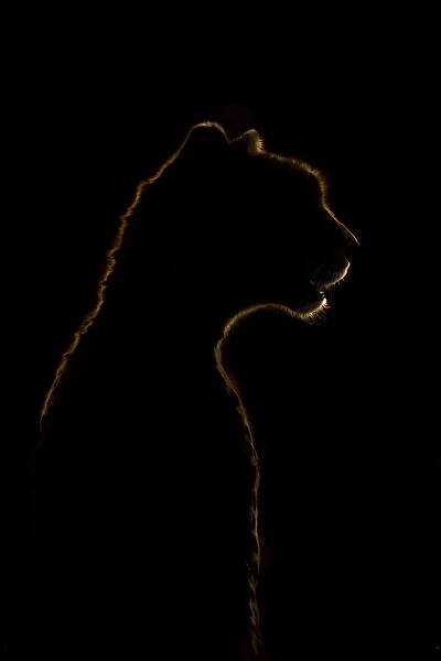Close-up of golden cheetah silhouette in darkness