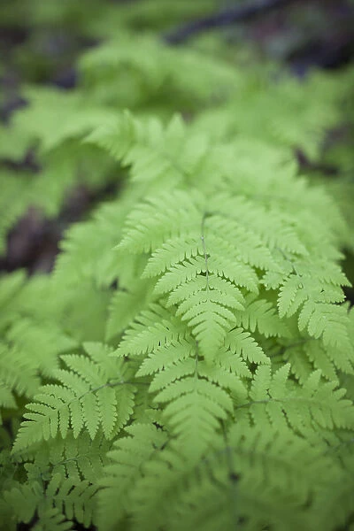 Close-Up Of The Green Foliage Of A Fern Plant; Homer, Alaska, United States Of America