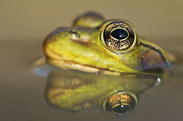 Close-Up Of Green Frog Partially Submerged In Water; Vaudreuil, Quebec, Canada