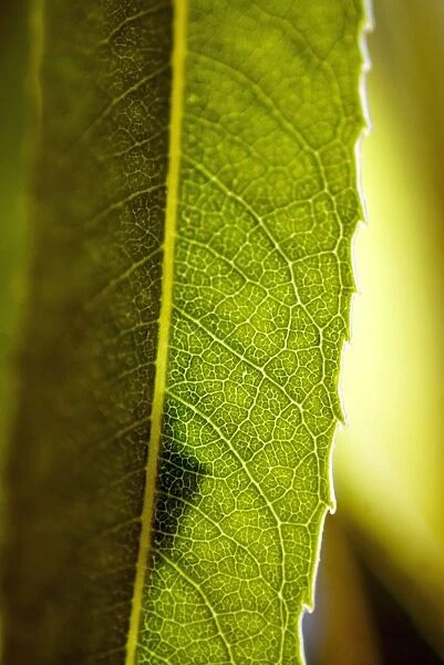 Close-Up Of Green Leaf, Detail Of Veins