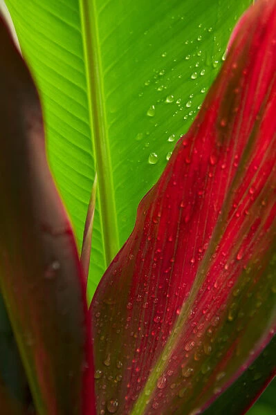 Close-Up Of Green And Red Ti Plants (Cordyline Terminalis)