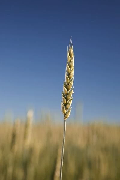 Close-Up Of Green Wheat Stalk, Alberta, Canada