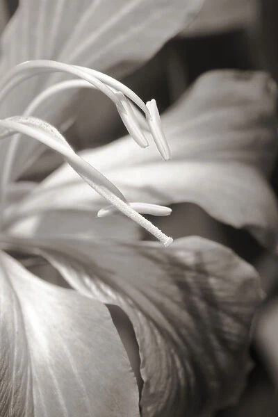 Close-up detail of a hong kong orchid (black and white photograph)