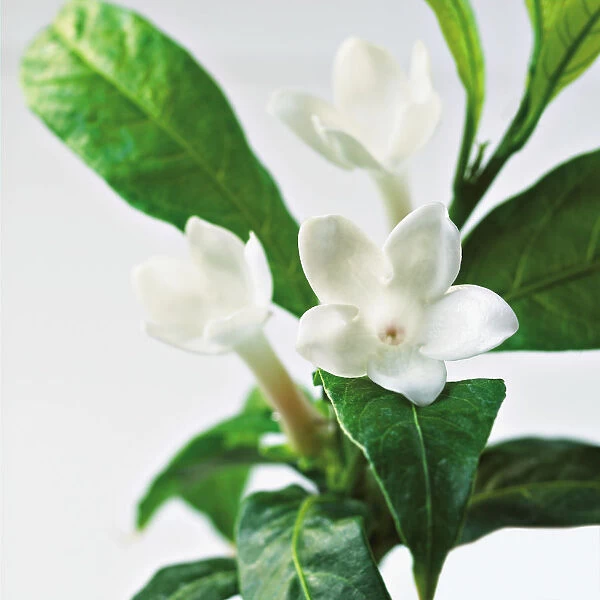 Close-Up Of Jasmine Plant In Bloom
