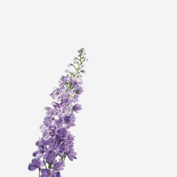 Close-Up Of Lavender Flower