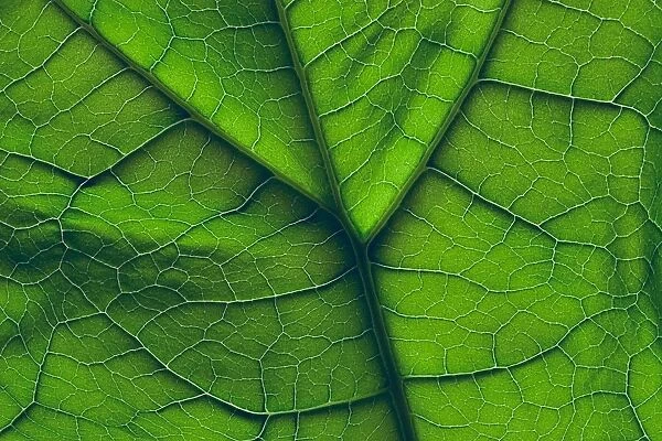 Close-Up Of A Leaf