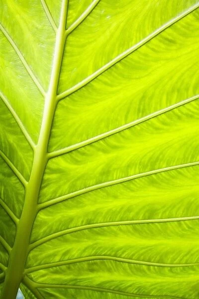 Close-Up Of A Leaf