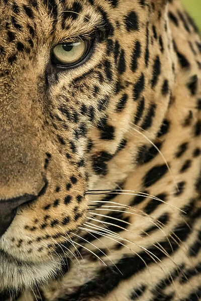 Close-up of leopard face