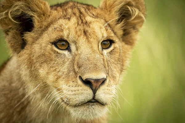Close-up of lion cub head and shoulders