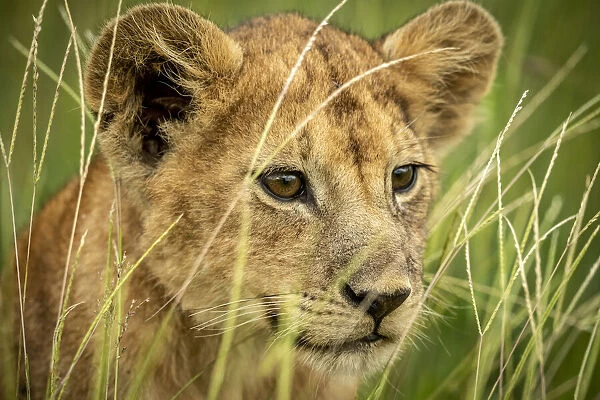 Close-up of lion cub looking through grass