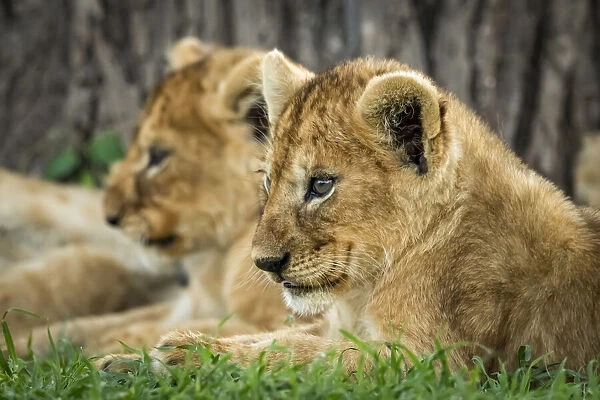 Close-up of lion cub lying beside sibling