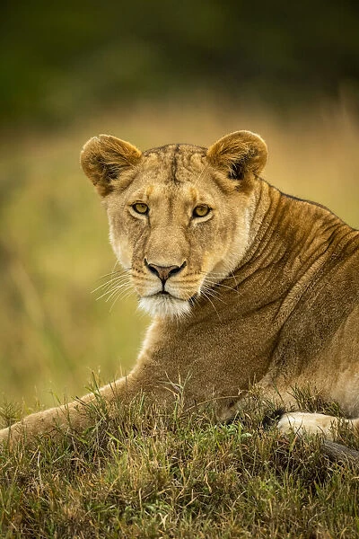 Close-up of lioness in grass watching camera