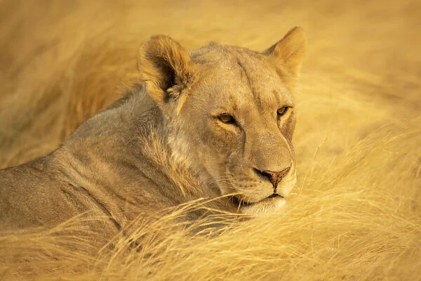 Close-up of a lioness lying down in the golden long grass in the Etosha National Park, Namibia