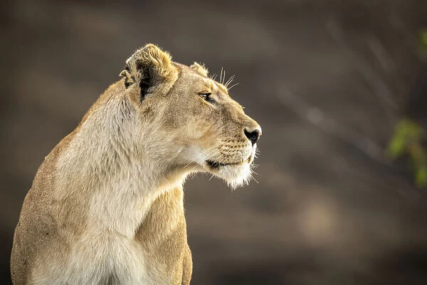 Close-up of lioness sitting with blurred background