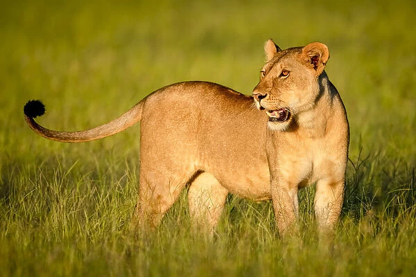 Close-up of lioness standing in the long grass with head turned in Tanzania