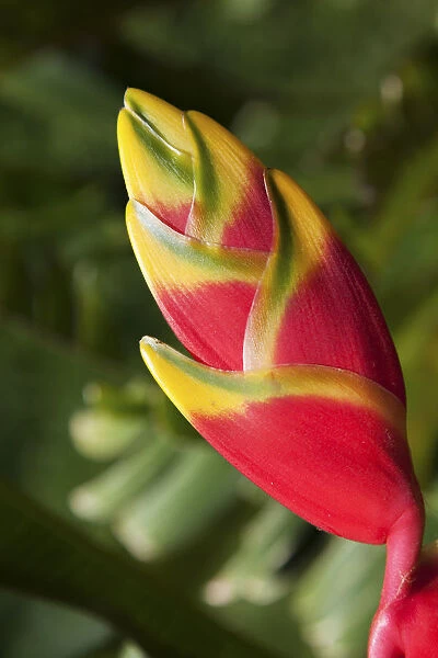 Close-Up Of Lobster-Claw Heliconia Flower; Maui, Hawaii, United States Of America