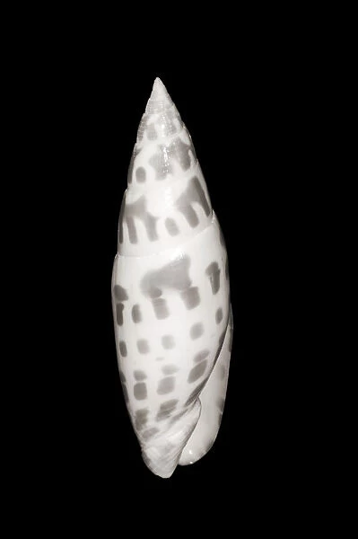 Close-Up Of Long Skinny Shell On Black Background (Sepia Photograph)