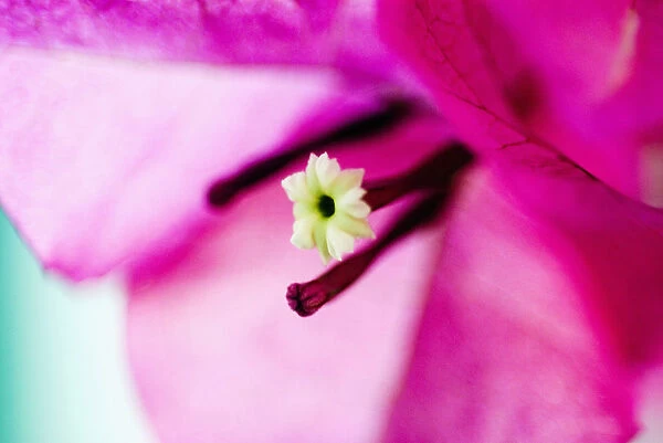 Close-Up Of Magenta Bougainvillea Blossom