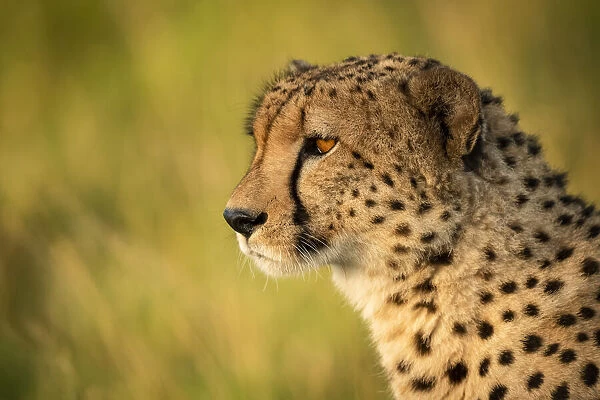 Close-up of male cheetah head facing left