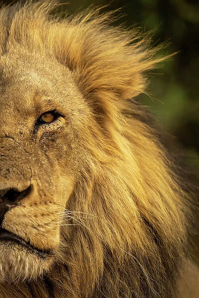 Close-up of side of male lion face