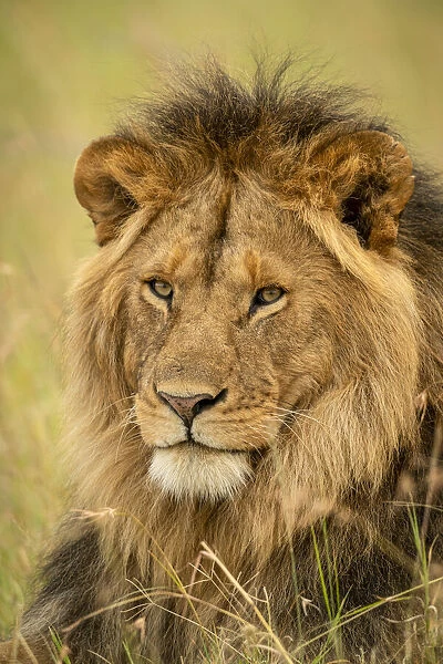 Close-up of male lion face in grass