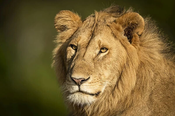 Close-up of male lion head and shoulders, Serengeti, Tanzania